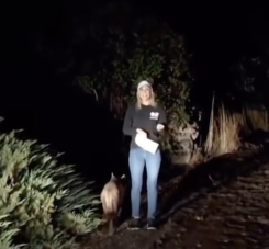 news reporter standing by mountain lion.